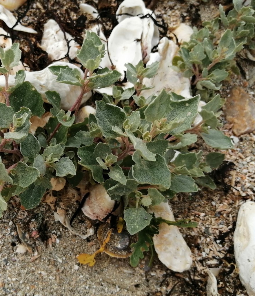 Arroche des sables sur laisse de mer