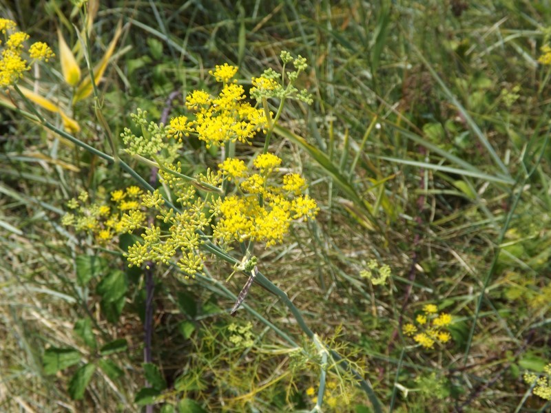 Fenouil commun en fleur