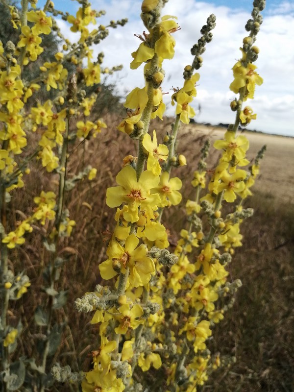 bouillon blanc en fleur