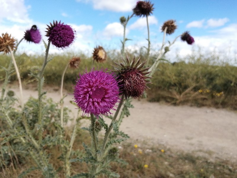 chardon penché en fleur