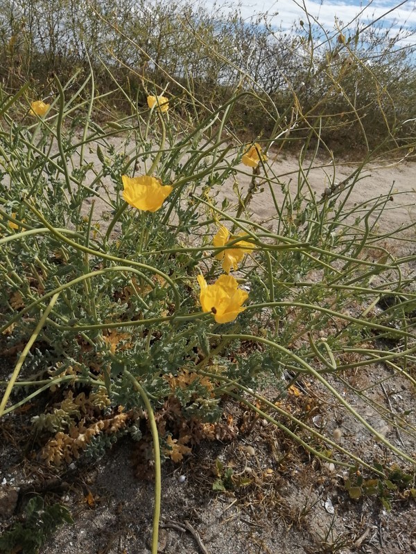 Pavot cornu en fleur