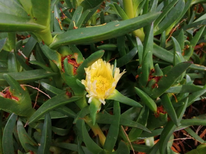 Figue des Hottentots en fleur