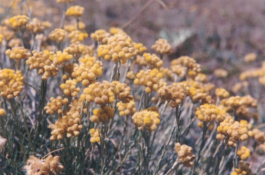 Immortelle des sables en fleur