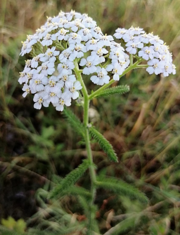 achillée millefeuilles en fleur