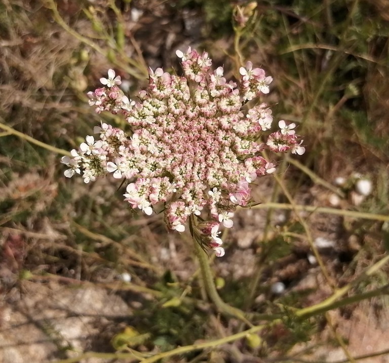 fleur de carotte sauvage