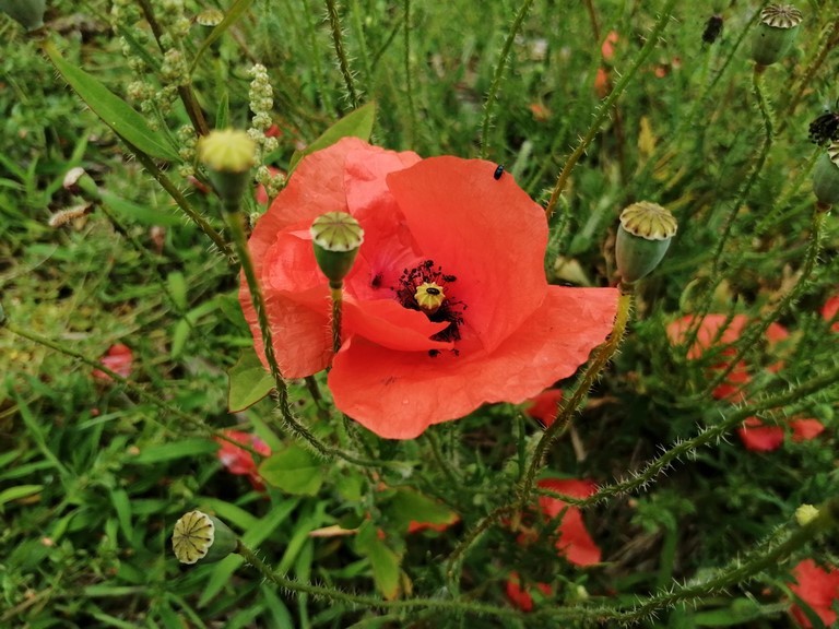 Coquelicot en fleur