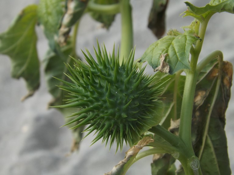 fruit du datura stramonium non arrivé à maturité