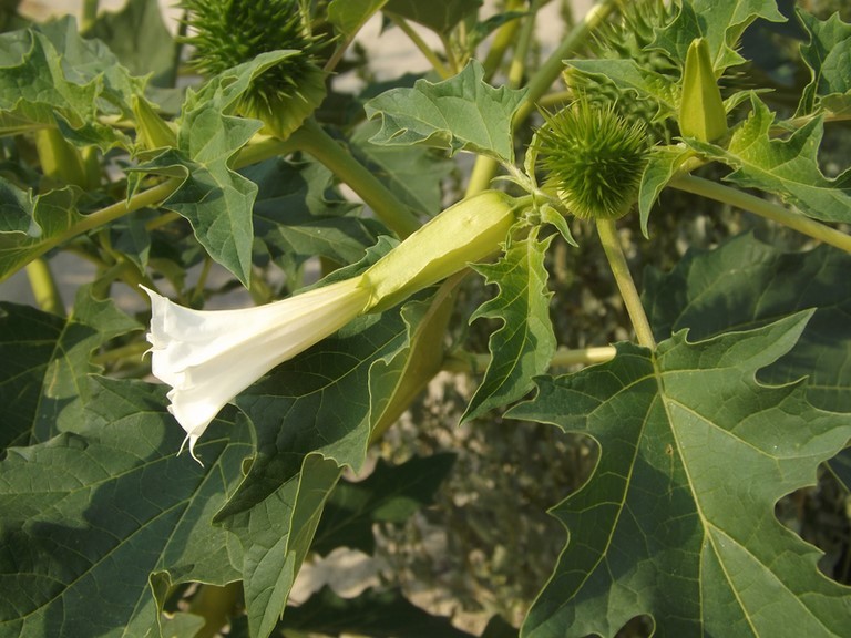 fleur de datura stramonium