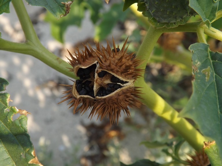 fruit du datura stramonium