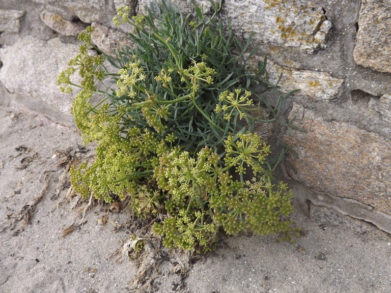 Criste marine en fleur