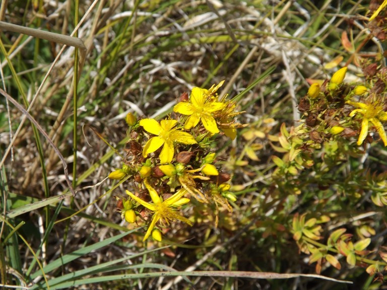 Millepertuis perforé en fleur