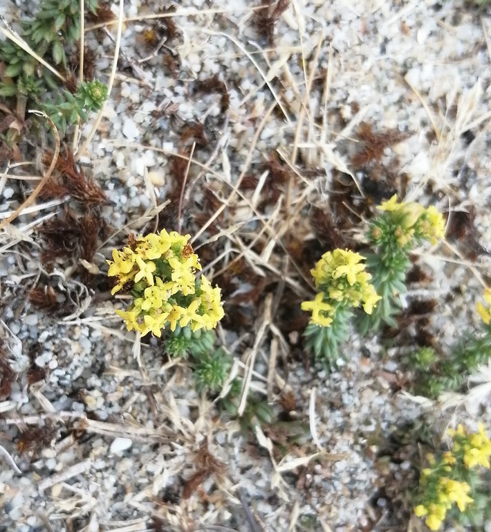 Gaillet des sables en fleur