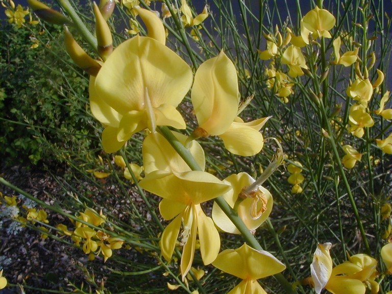 Genêt d'Espagne en fleur