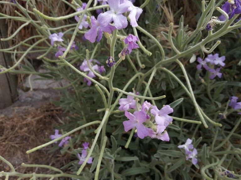 Giroflée des dunes en fleur Giroflée des dunes en fleur