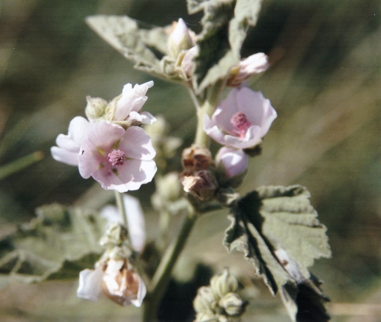 Guimauve officinale en fleur