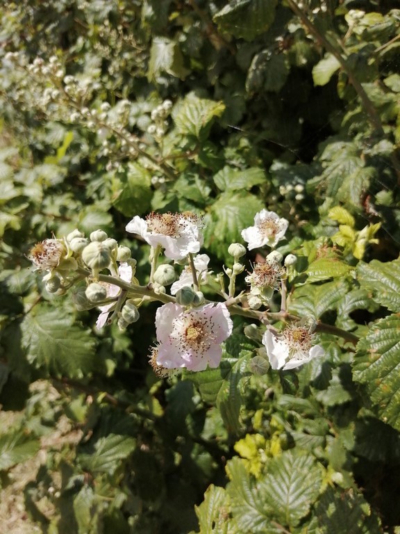 Ronce en fleur