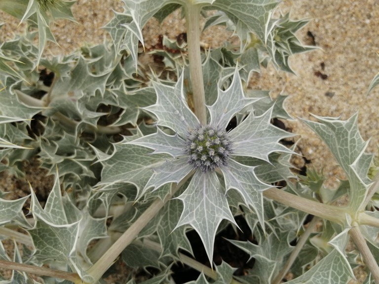 Fleur de panicaut maritime