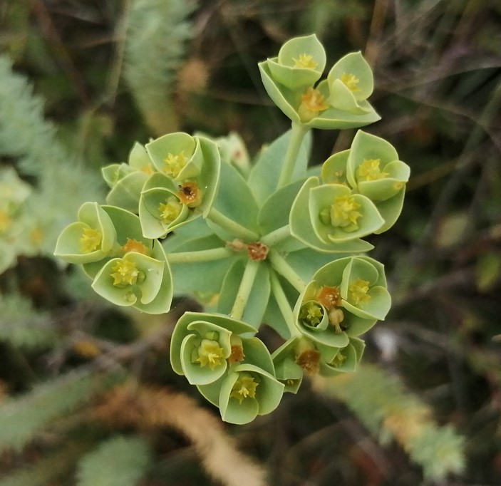 fleur d'euphorbe du littoral