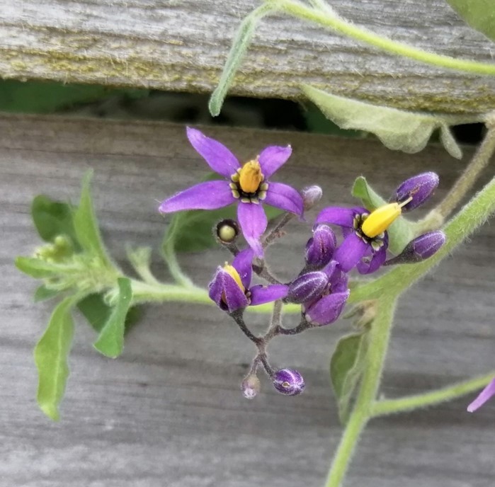 Fleurs de morelle douce amère