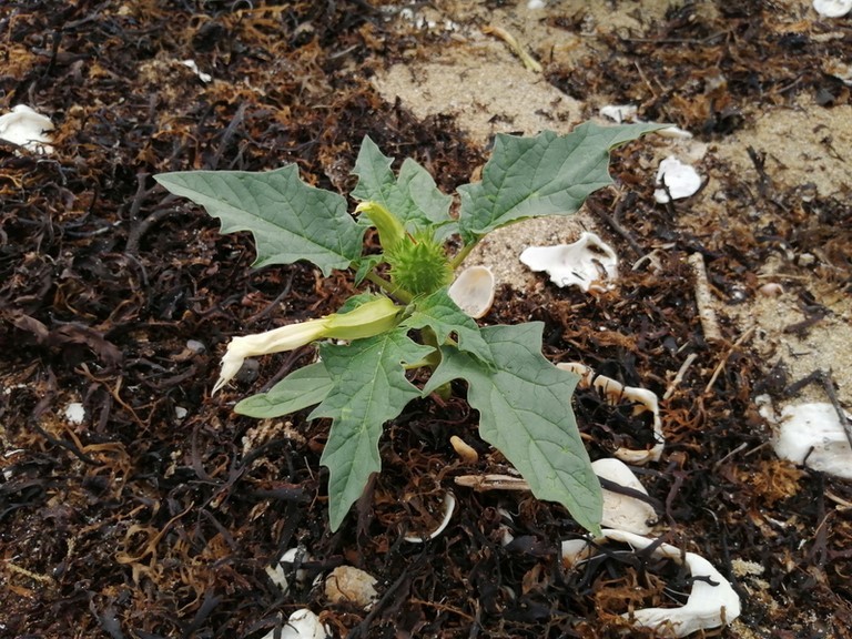 Datura stramonium en fleur sur laisse de mer