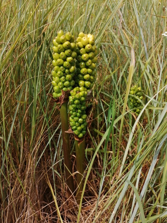 Arum tacheté ou gouet maculé