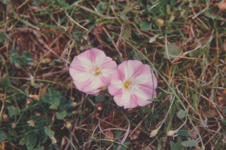 Liseron des champs en fleur