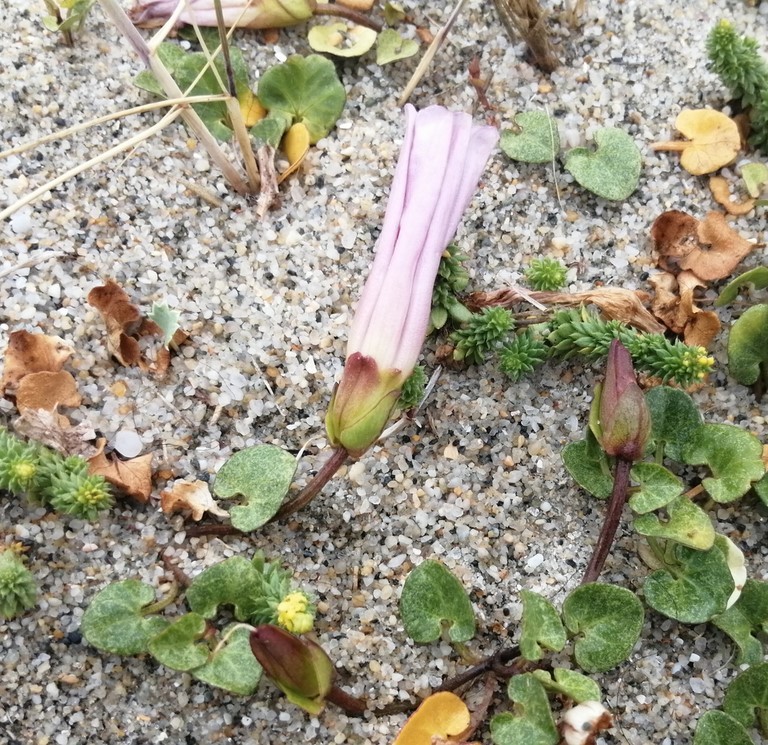 fleur de liseron des dunes