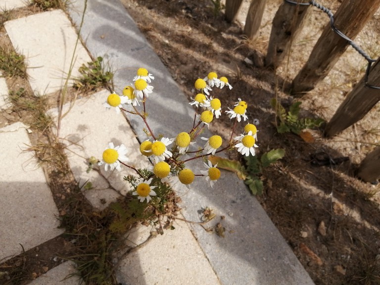 Matricaire maritime en fleur