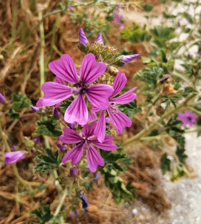 Mauve sylvestre en fleur