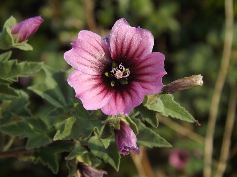 fleur de lavatère arborescente