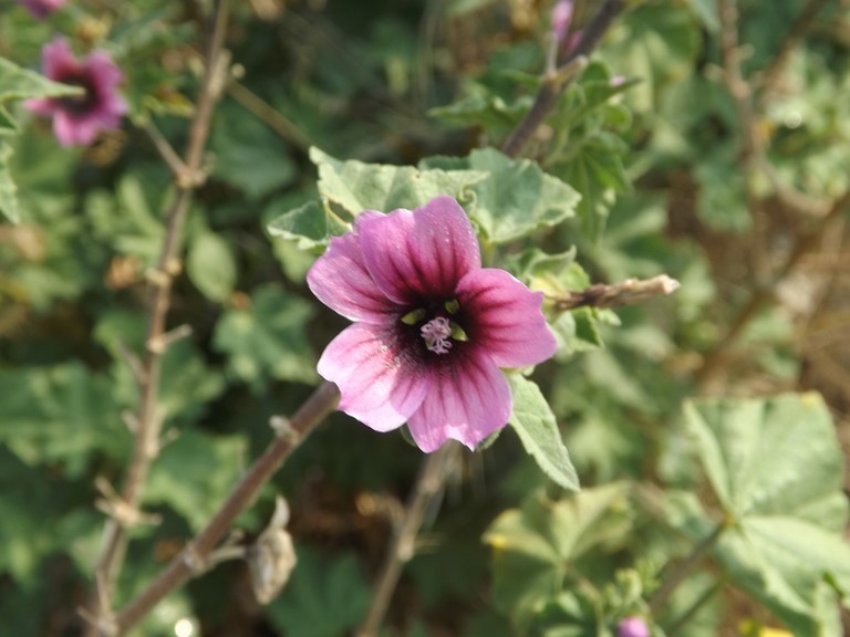 fleur de lavatère arborescente