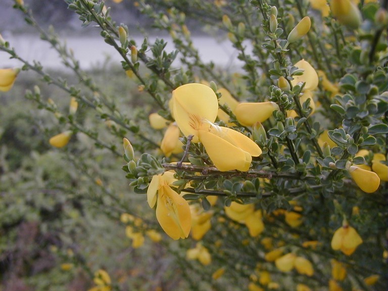 Genêt à balais en fleur