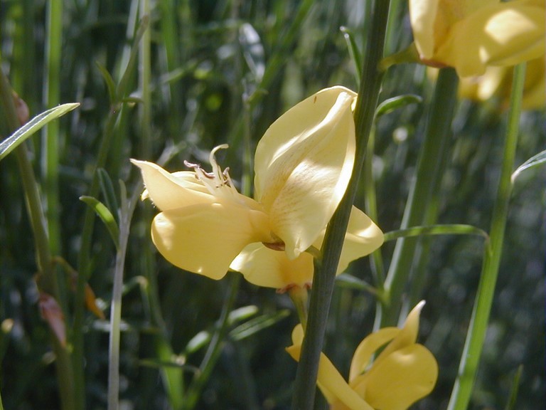 Fleur de genêt à balais