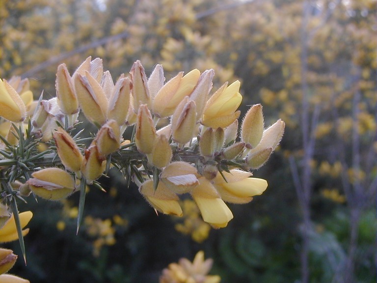 Détail de fleurs d'ajonc d'Europe