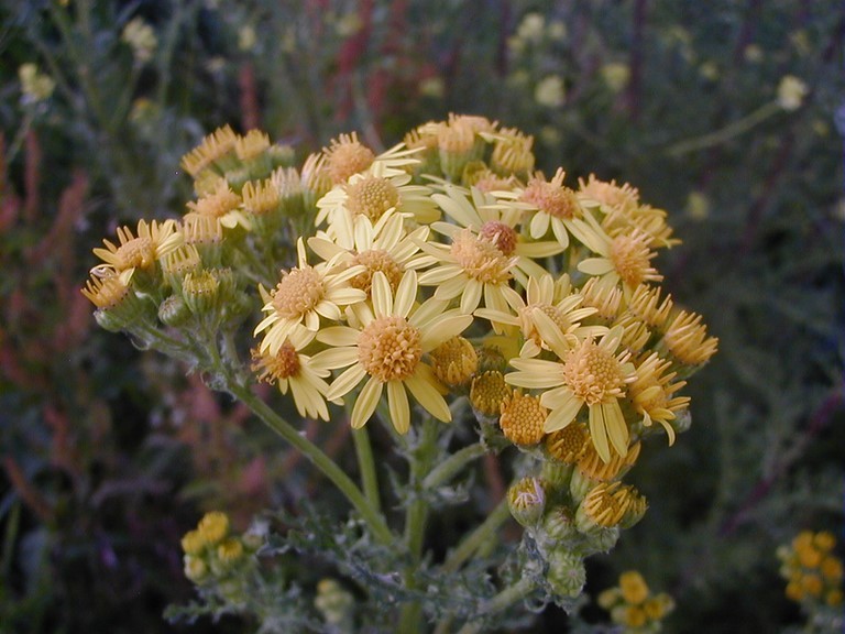 Fleurs de séneçon jacobée