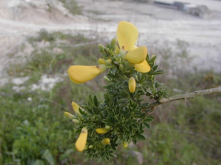 fleur de genêt à balais