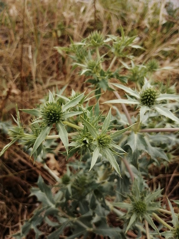 Panicaut champêtre en fleur