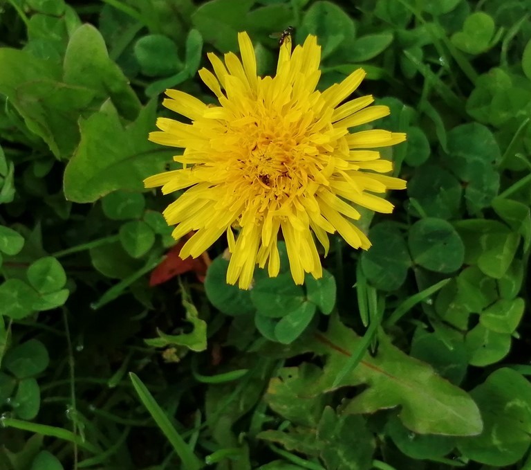 Pissenlit en fleur Pissenlit en fleur