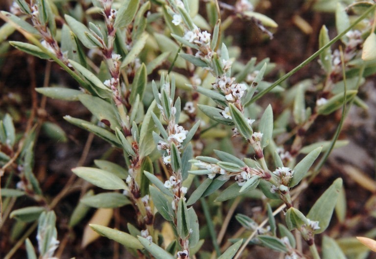 Renouée maritime en fleur