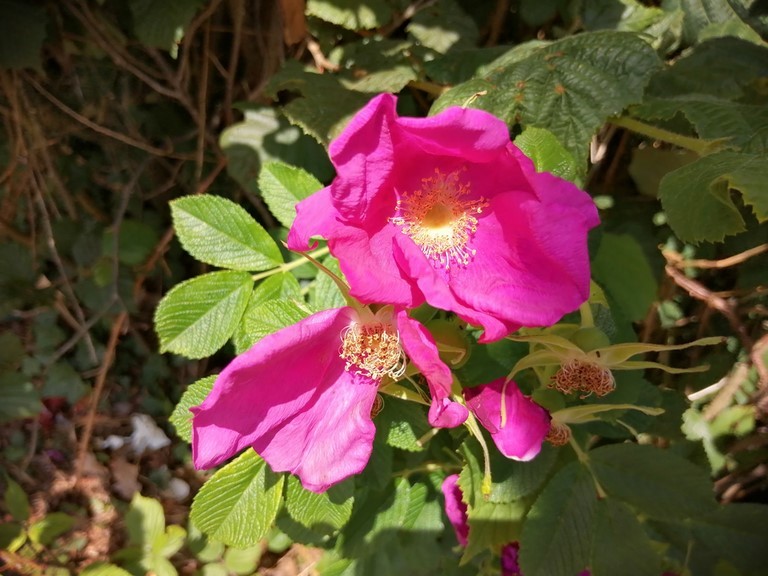 Rose rugueuse en fleur Rose rugueuse en fleur