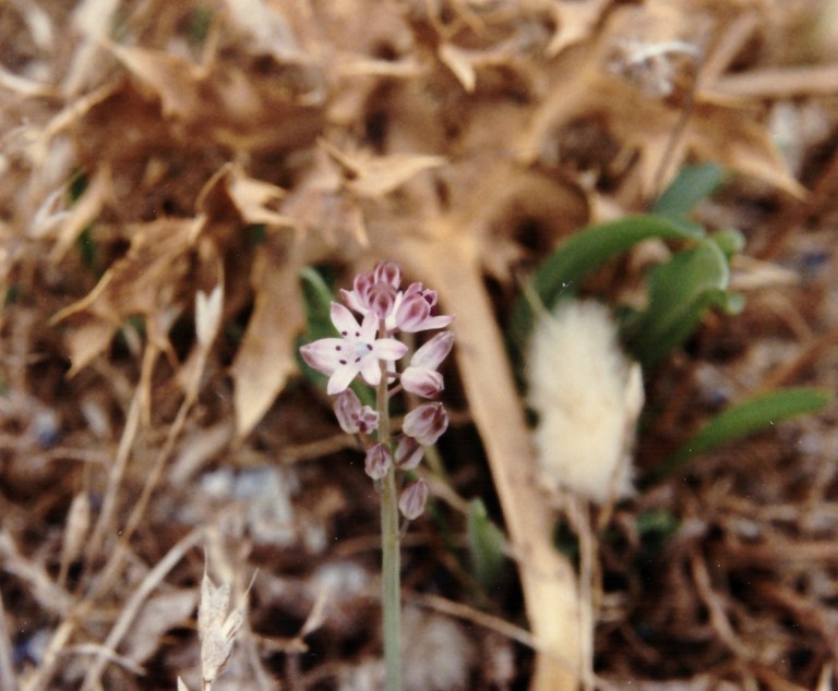 Fleur de scille d'automne