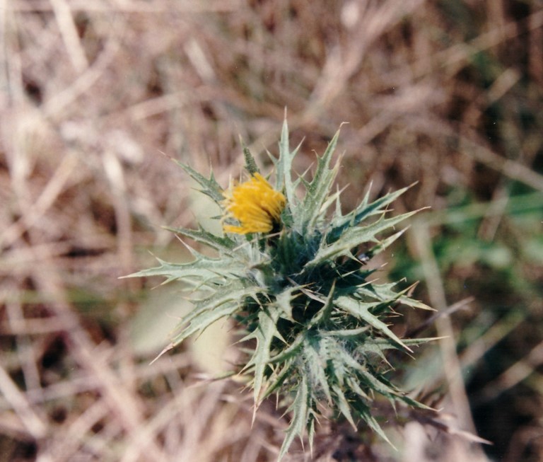 Fleur de chardon hispanique