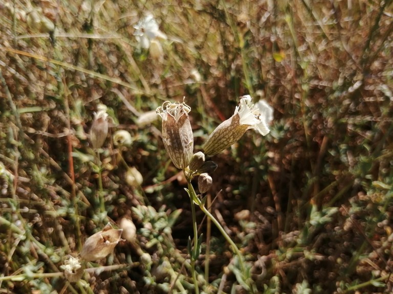 Silène maritime en fleur