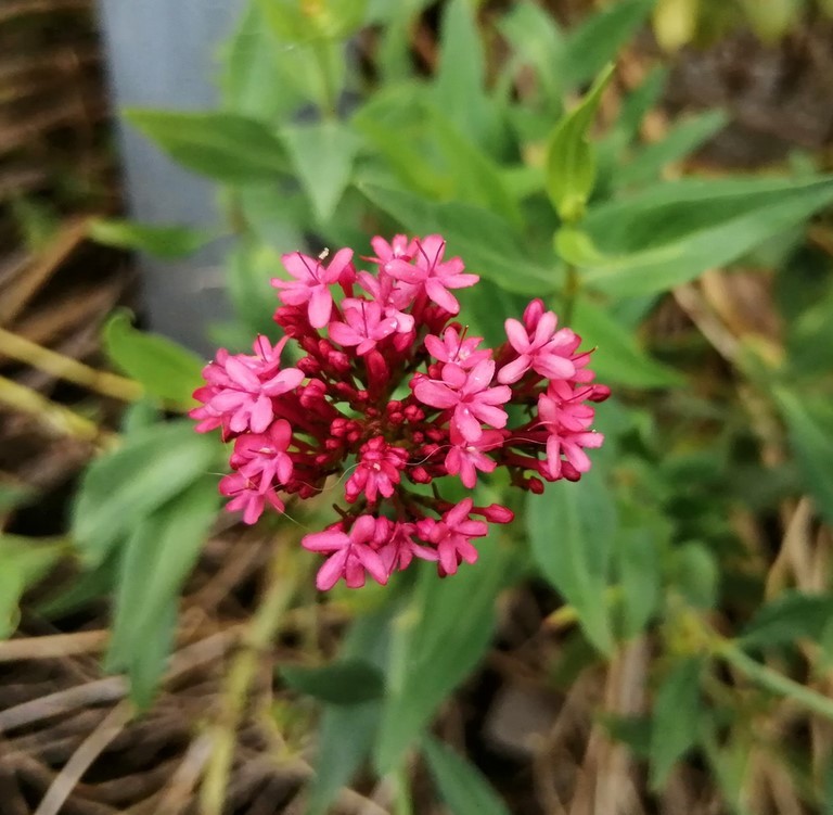 Cliquez ici pour agrandir la photo Valériane des jardins à fleurs rouge