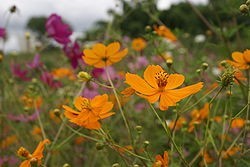 Cosmos (Wikipedia)