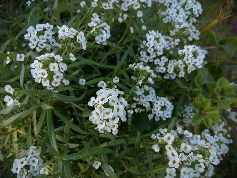 Alysson maritime en fleur