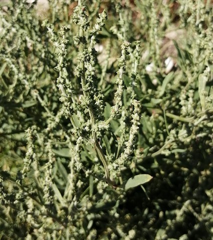 Arroche du littoral en fleurs