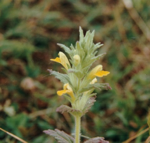 Bartsie visqueuse en fleur