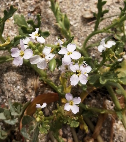 Cakilier maritime en fleur