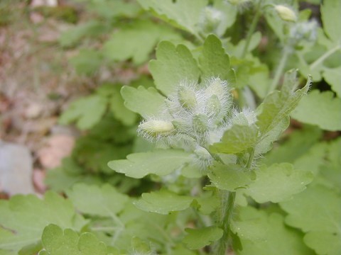 Fleurs de chélidoine en formation